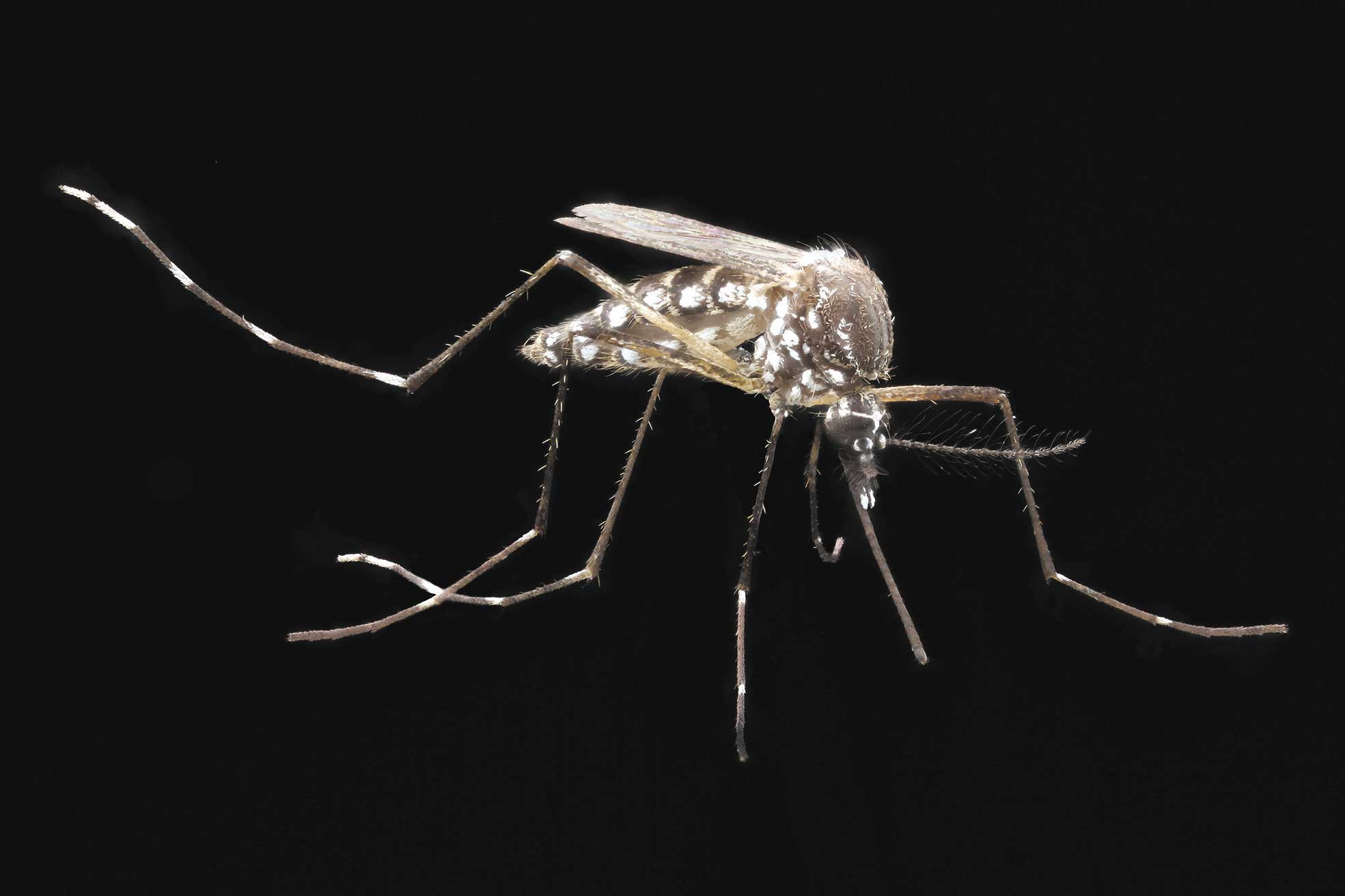 The country has seen a dramatic increase in the mosquito-borne Chikungunya regions of northeast Colombia most severely affected.