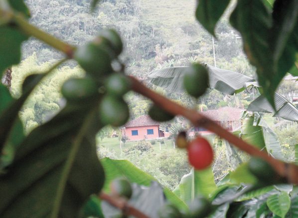 Salento Colombia, Colombian coffee