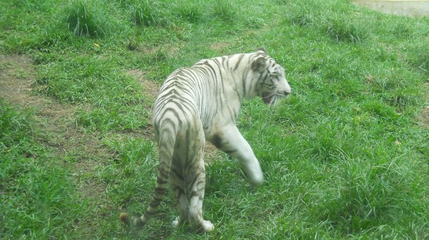 Cali Zoo Cali Colombia