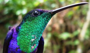 Birdwatching Colombia, Colombia birds