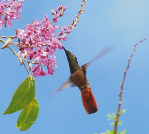 Birdwatching Colombia, Colombia birds