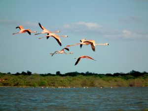 Birdwatching Colombia, Colombia birds