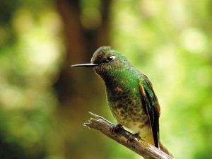 Birdwatching Colombia, Colombia birds