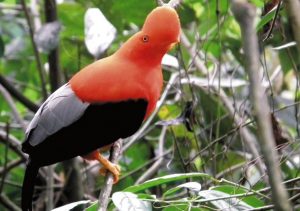 Birdwatching Colombia, Colombia birds