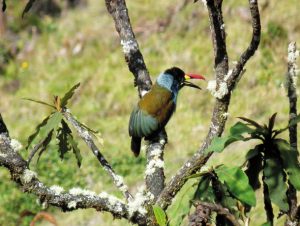 Birdwatching Colombia, Colombia birds