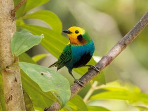 Birdwatching Colombia, Colombia birds