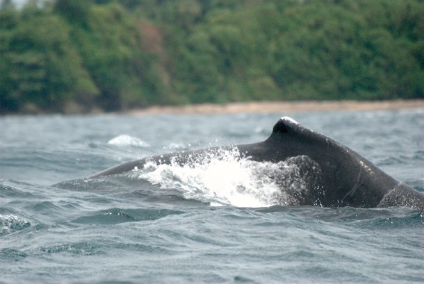 Bahia Solano, Whales