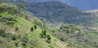 Colombia coca production