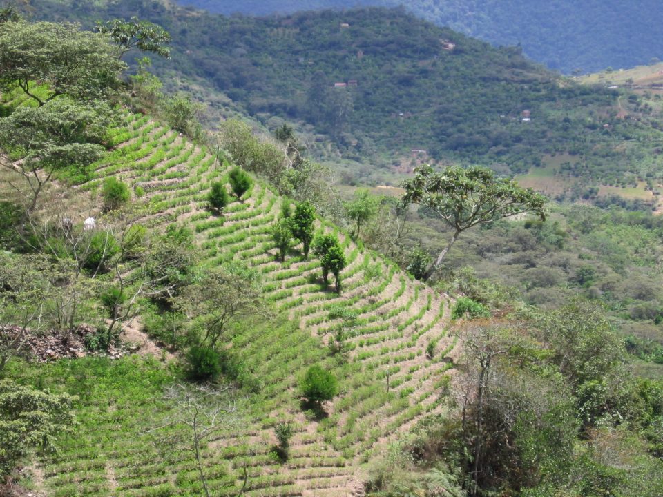 Colombia coca production