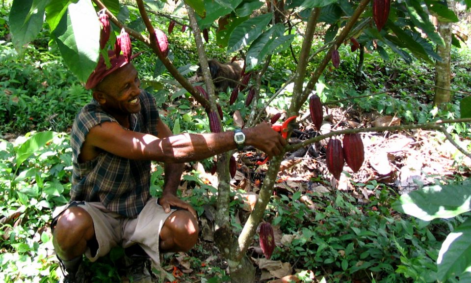 cacao Colombia, cocoa Colombia