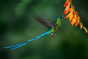 biodiversity summit in Medellin colombia