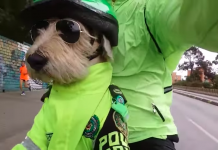 Police Dog Viral Video Colombia