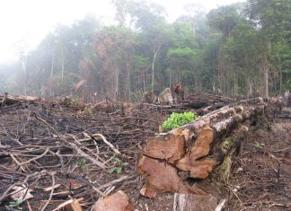 Deforestation Amazon Colombia