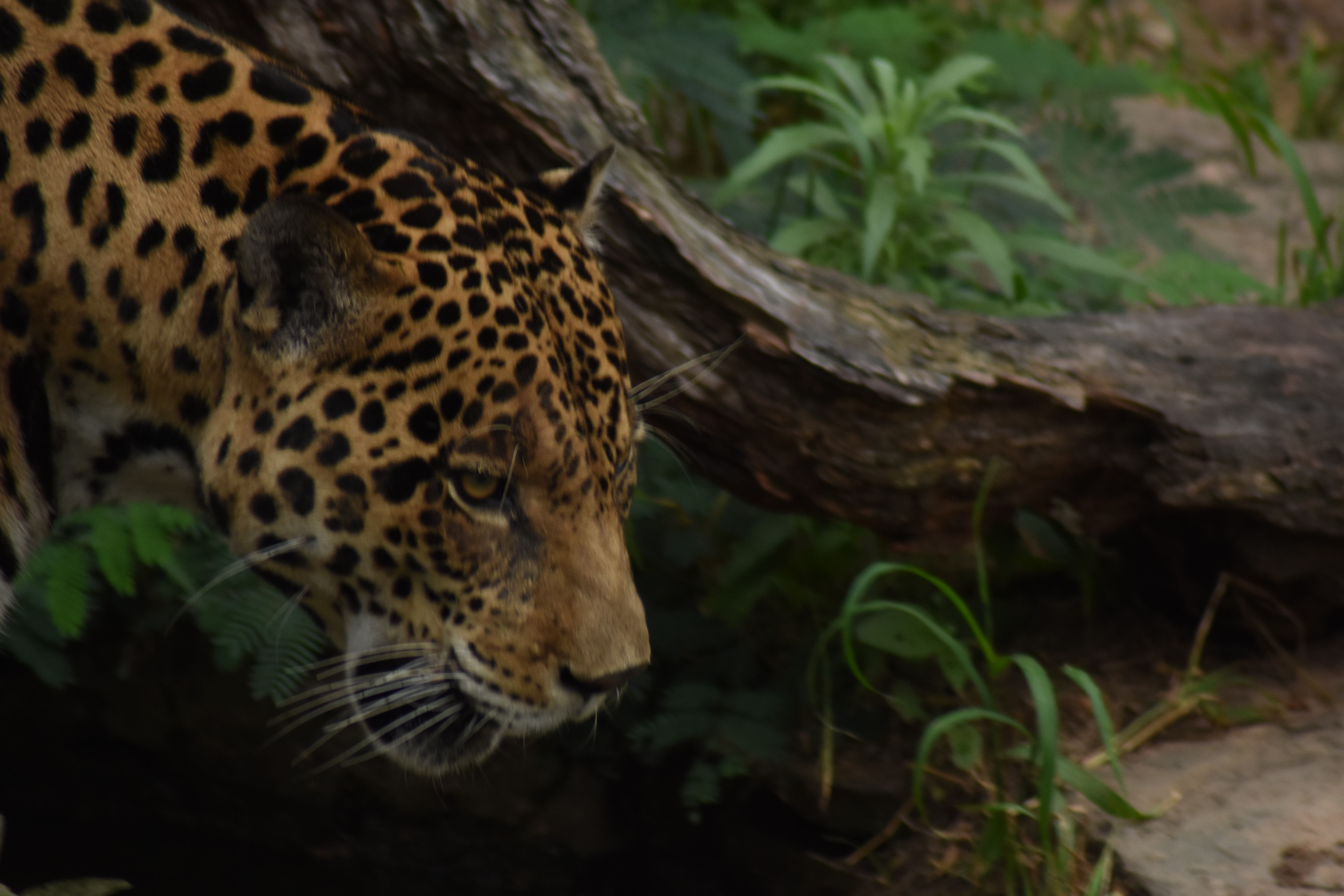An animal under threat: the mysterious symbolism of the jaguar