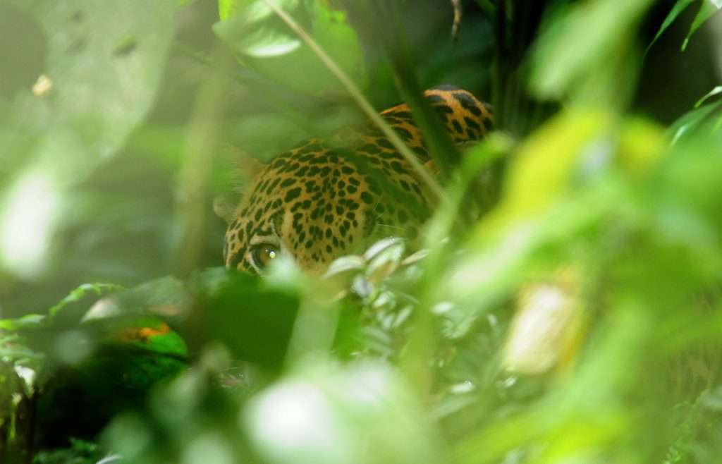 Jaguar Conservation Colombia Chiribiquete