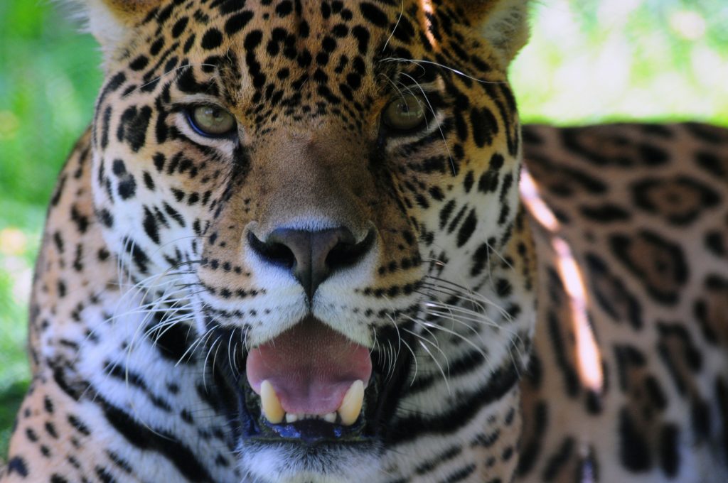 Jaguar Conservation Chiribiquete Colombia