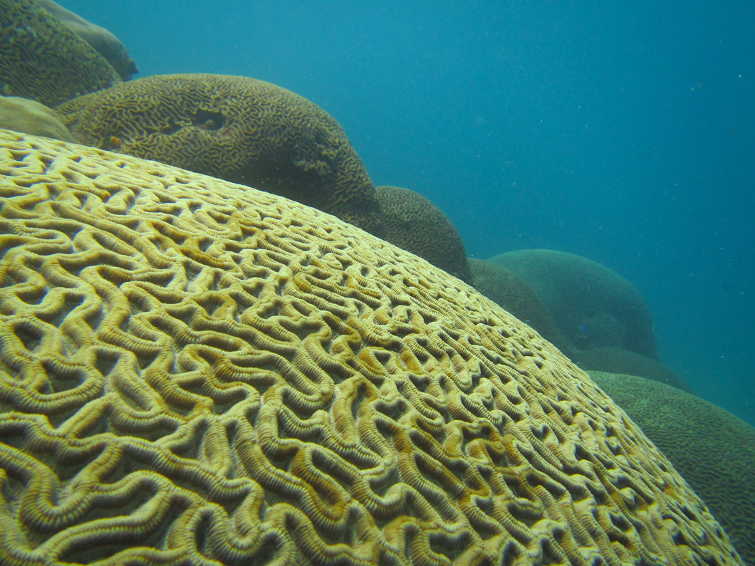 Coral reefs