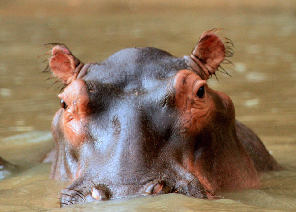 international press, hippos