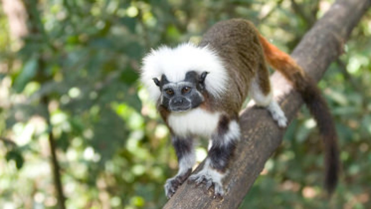 Colombia's cotton-top tamarin faces grave threat from deforestation