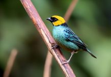 Saffron-crowned tanager ( yellow head and blue body)