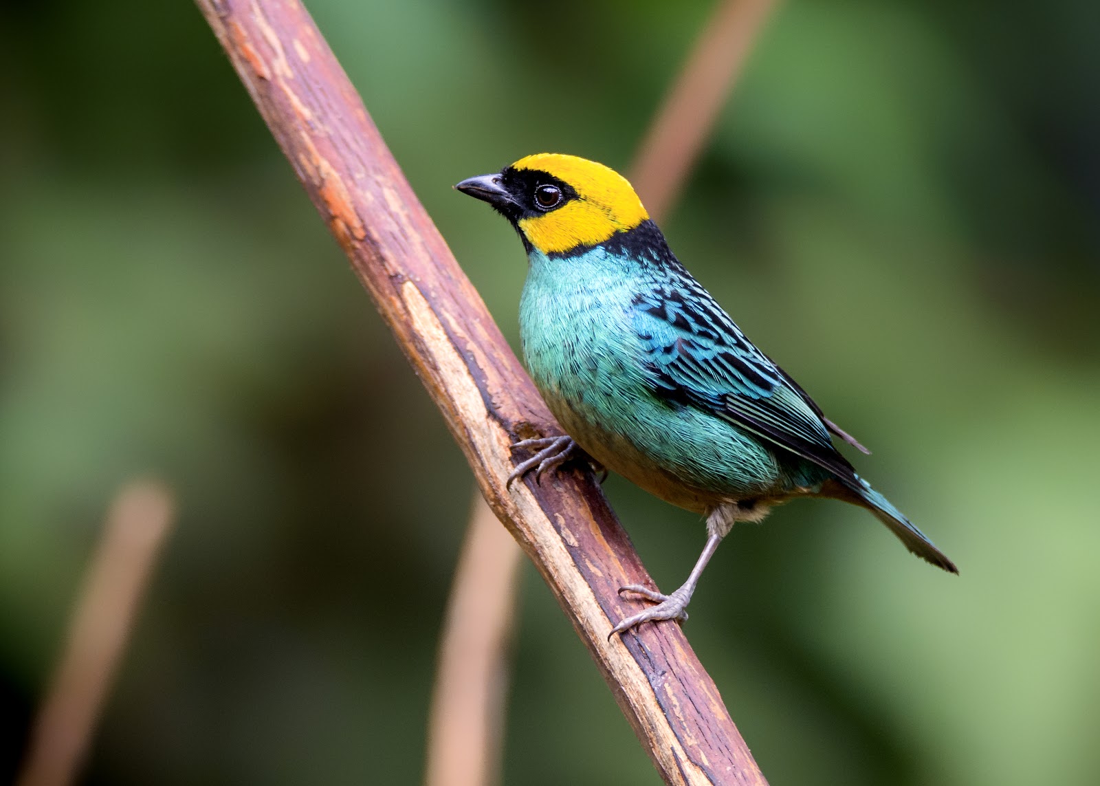 Saffron-crowned tanager ( yellow head and blue body)