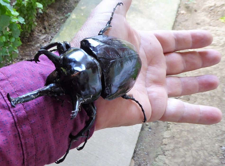 Hercules beetle, escarabajo hercules