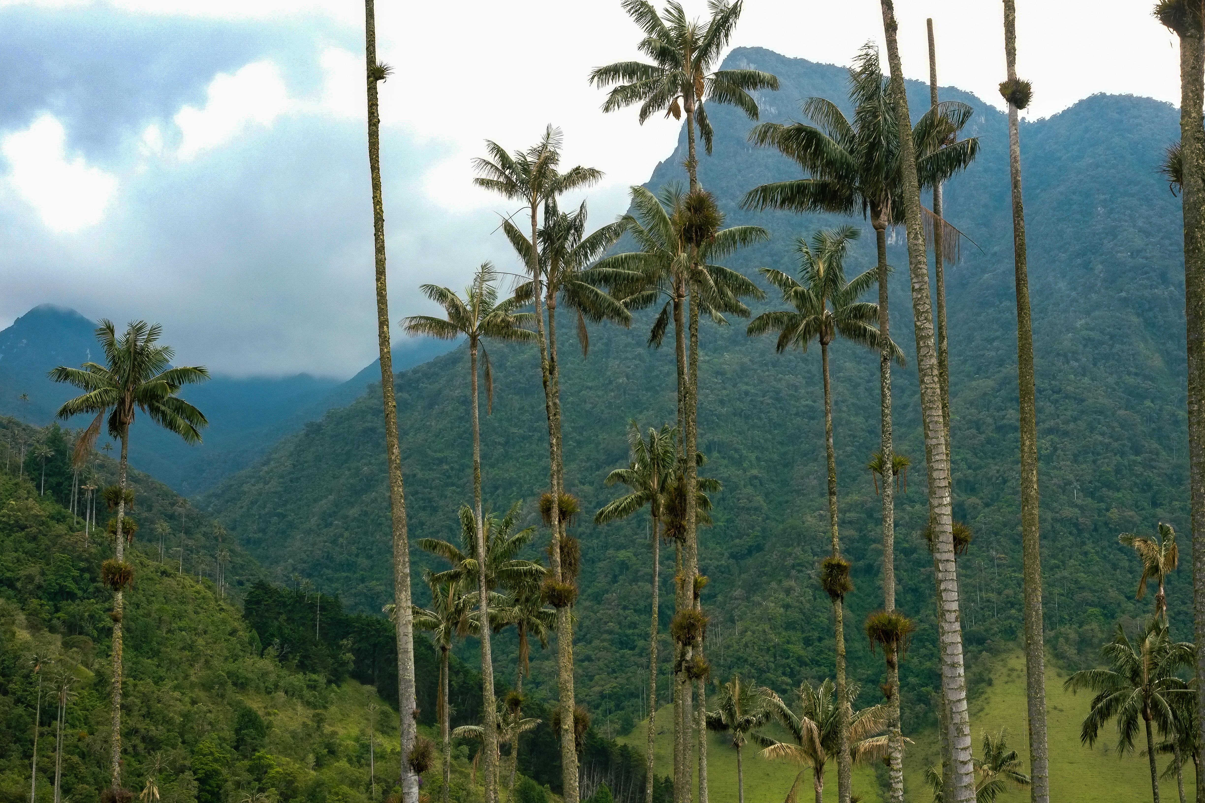 The wax palms of the Valle de Cocora, close to potential mining sites.