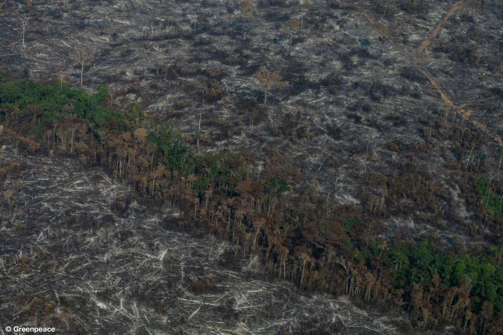  Aerial view of burned areas in the Brazilian Amazon released by Greenpeace this month. Image by Victor Moriyama/Greenpeace. 