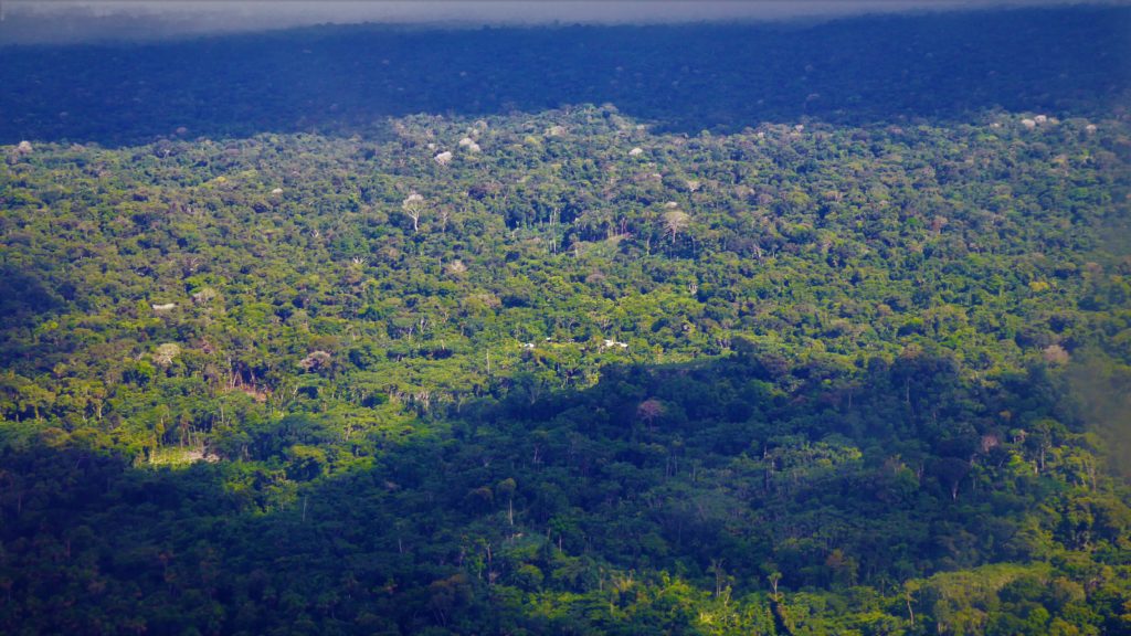 Primary Amazon rainforest in Colombia: something worth saving.