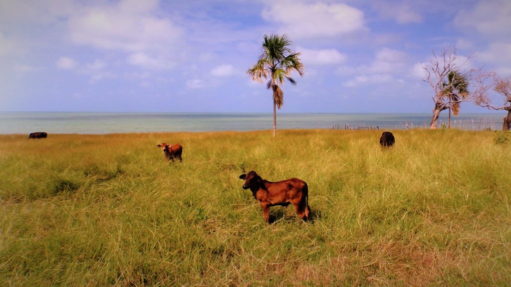 Coastal regions are also losing tree cover. Photo: Steve Hide