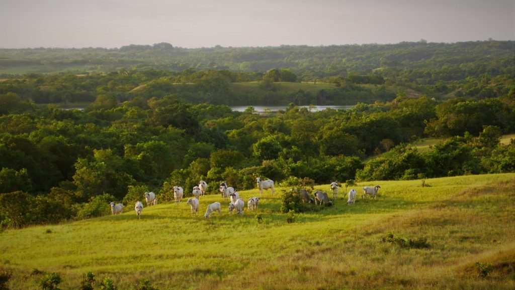 Colombia's love of cattle is also driving land clearance for pasture. 