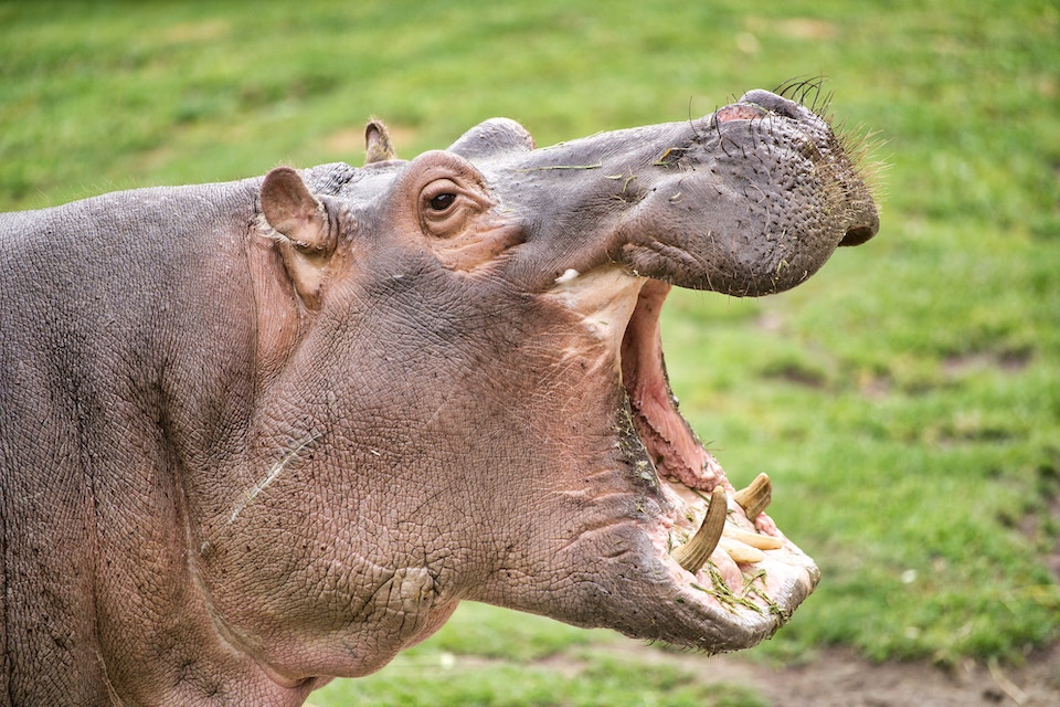 The Buzz: Pablo Escobar’s escaped hippos are multiplying in the Río Magdalena and might number 200 within 20 years. 