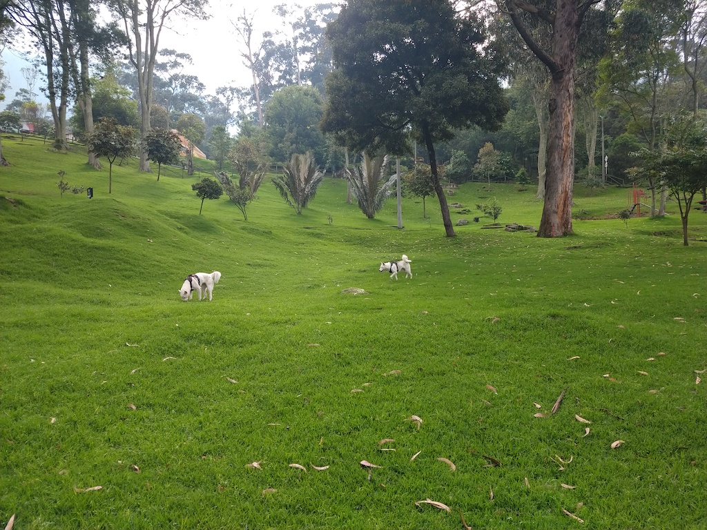 What it’s like going out during Bogotá’s quarantine