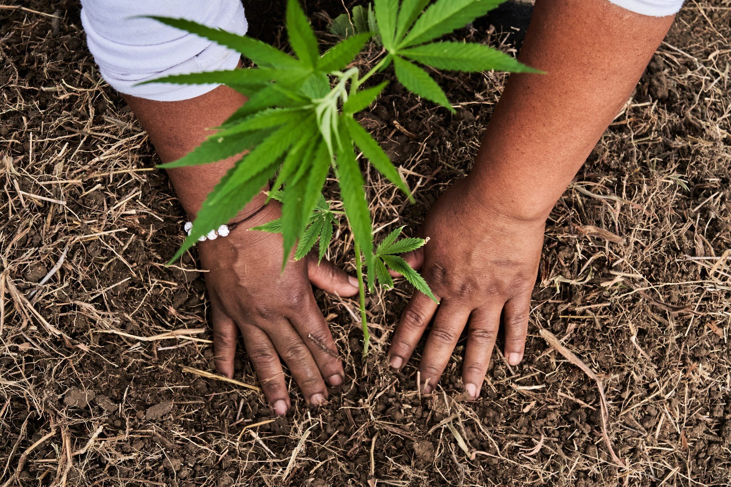 Colombia has 100-plus licensed cannabis firms, but only a handful have  registered cultivars