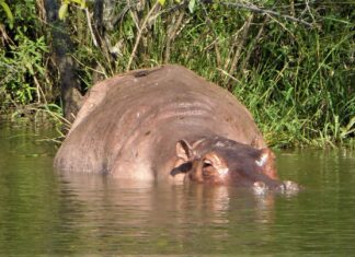 Narcohippo wallowing in river