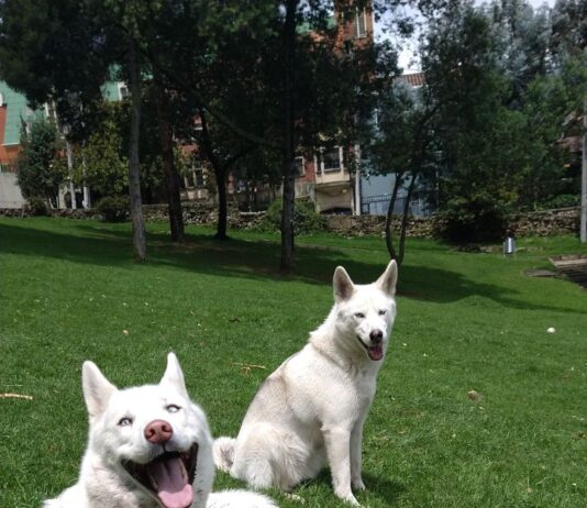 Happy huskies in Park for article on Expopet 2023