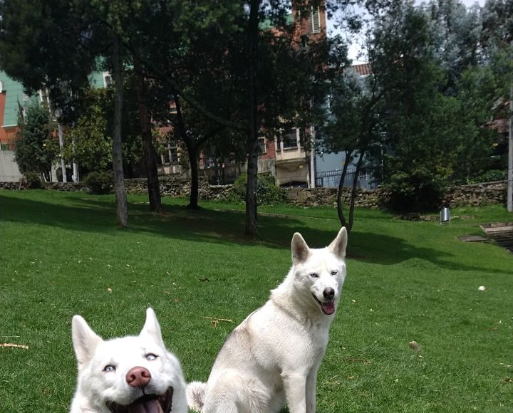 Happy huskies in Park for article on Expopet 2023