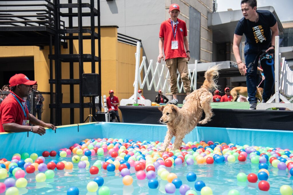 Dog crashing into water for Expopet 2023 article