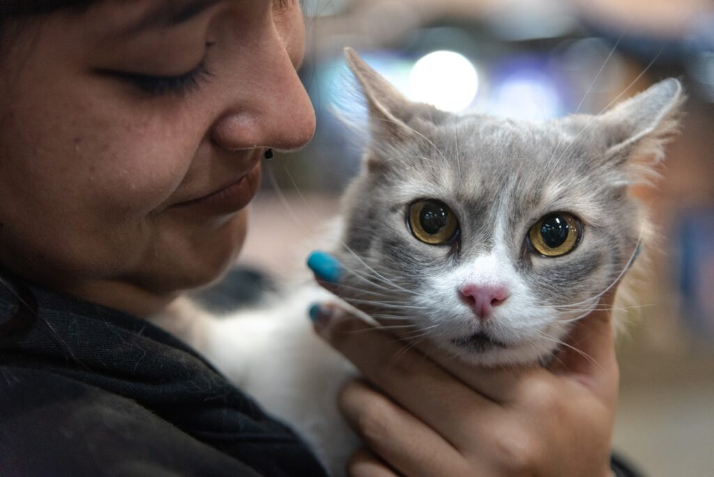 Cute cat cuddles at Expopet 2023