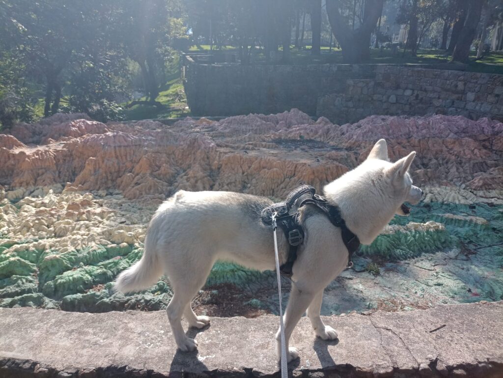 Beautiful husky on the wall surrounding the topographic map of Bogotá