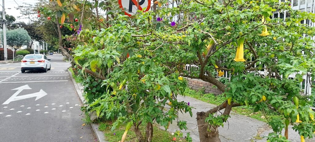 Brugmansia, or angel trumpet flower, are common ornamental plants in Colombia, but also a source of scopolamine powder called burundanga. Photo: Steve Hide