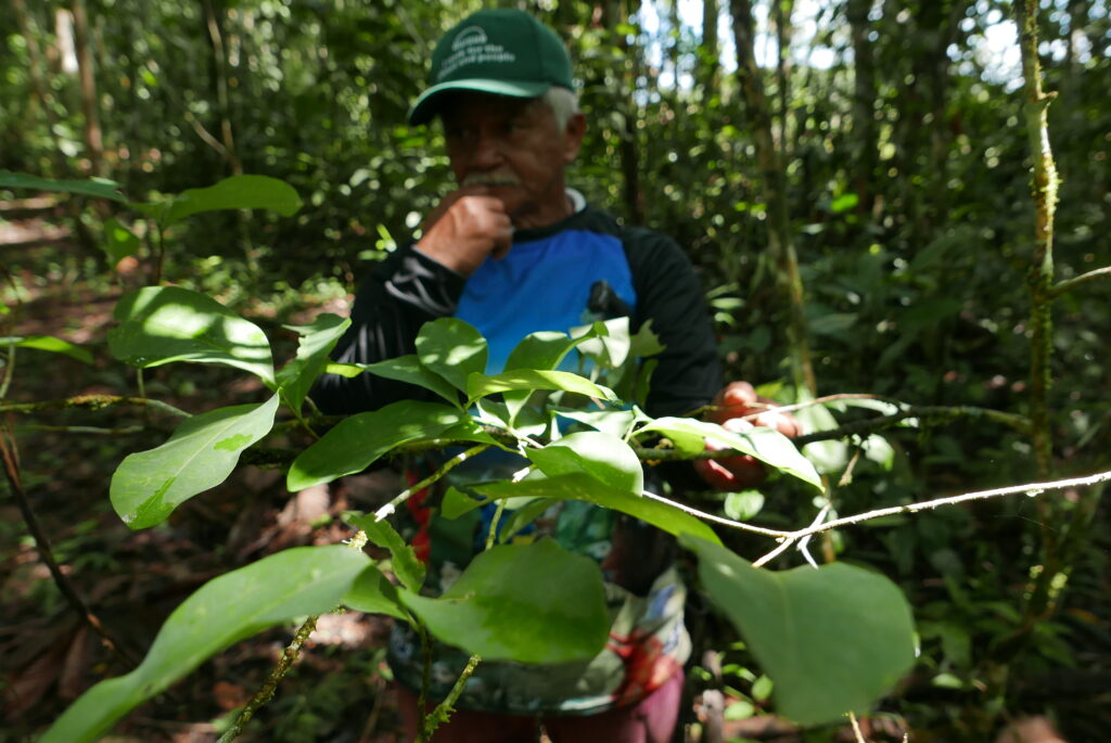 Coca growing in Putumayo last week. in 2023 Colombia had 250,000 hectares of coca, with a potential to supply 2,660 tonnes of cocaine drug, according to UN figures. Photo: Steve Hide
