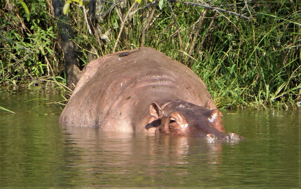 A hippo in Hacienda Napolés, the ranch where Pablo Escobar first introduced them. Photo: S. Hide
