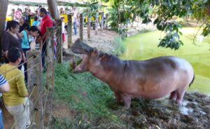
A captive hippo in Colombia. Escapees have multiplied in the wild. Photo: S Hide.