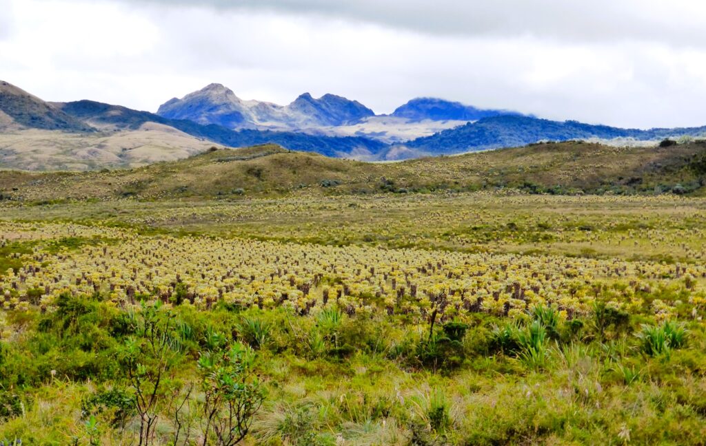 Cauca's Andean massif, rugged highlands that provide shelter for armed groups. Photo: S. Hide.
